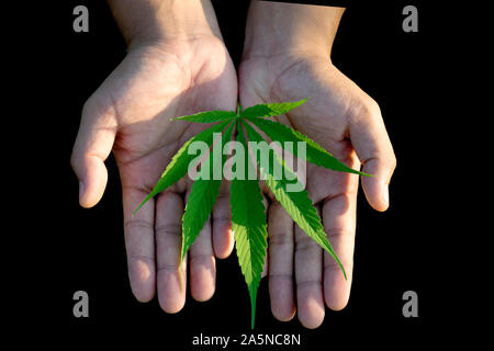 Blatt wilden Hanf auf Hand mit einem Lederband aus der Uhr. Die charakteristische Spitz Green Leaf, gerade im Bereich abgeholt. Stockfoto