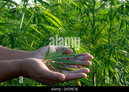 Blatt wilden Hanf auf Hand mit einem Lederband aus der Uhr. Die charakteristische Spitz Green Leaf, gerade im Bereich abgeholt. Stockfoto