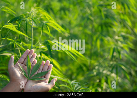 Blatt wilden Hanf auf Hand mit einem Lederband aus der Uhr. Die charakteristische Spitz Green Leaf, gerade im Bereich abgeholt. Stockfoto