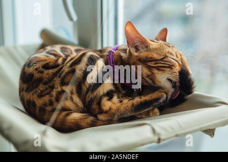 Süße kleine Bengal Kitty Cat Verlegung auf der Katze Fenster Bett lecken sich. Stockfoto