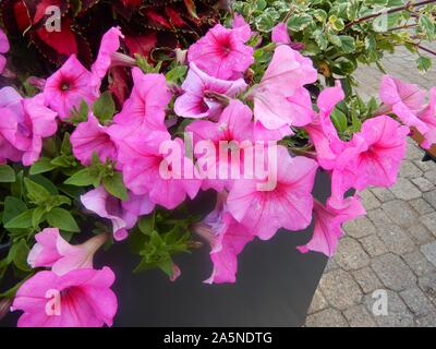 Rosa petunia Blumen im Garten/Ontario Stockfoto