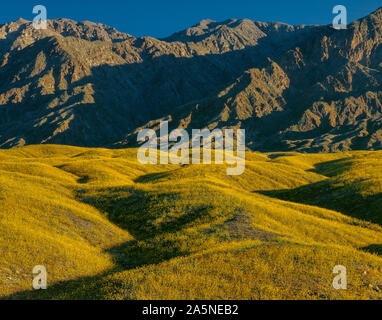 Wüste Sonnenblumen, Beerdigung Berge, Death Valley National Park, Kalifornien Stockfoto