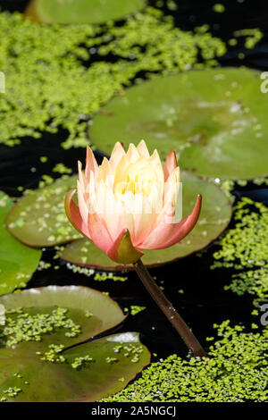 Einzelne Blume von Seerose 'John Wedgewood', Nymphaea 'John Wedgwood' von Wasserlinsen und Lily Pads umgeben Stockfoto