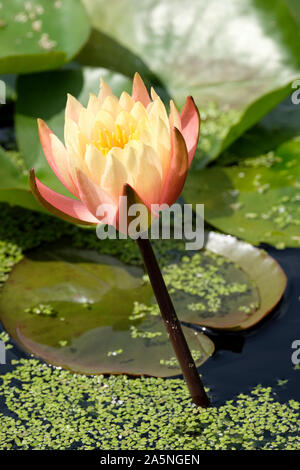 Einzelne Blume von Seerose 'John Wedgewood', Nymphaea 'John Wedgwood' von Wasserlinsen und Lily Pads umgeben Stockfoto