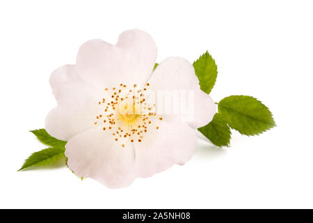 Weißer hund Rose auf weißem Hintergrund Stockfoto