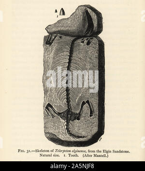 Fossile Skelett Leptopleuron lacertinum (Telerpeton elginense), von der Elgin Sandstein. Kupferstich von Lee nach einer Illustration von Algernon Gideon Mantell von Henry Neville Hutchinson die Kreaturen von anderen Tagen, populäre Studium der Paläontologie, Chapman und Hall, London, 1896. Stockfoto