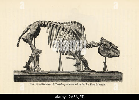 Fossile Skelett der ausgestorbenen Säugetier Toxodon platensis wie im La Plata Museum montiert. Miozän bis Mitte Holocene Epoche. Abbildung von Henry Neville Hutchinson die Kreaturen von anderen Tagen, populäre Studium der Paläontologie, Chapman und Hall, London, 1896. Stockfoto