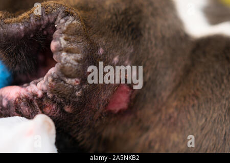 Wunde hinter dem Ohr in einem Hund mit chronischer Otitis Stockfoto