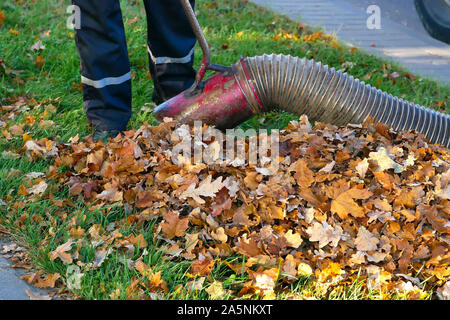 Mitarbeiter Clearing die Blätter mit einem laubbläser Werkzeug Stockfoto