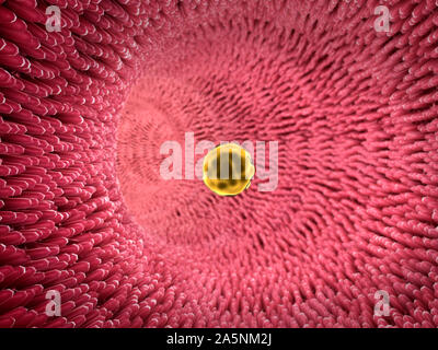 Oberfläche des Darms, der Arterie mit einem abgetrennten Bereichs, Kontraktion der Blutgefäße dargestellt, innerhalb des Blutgefäßes Stockfoto