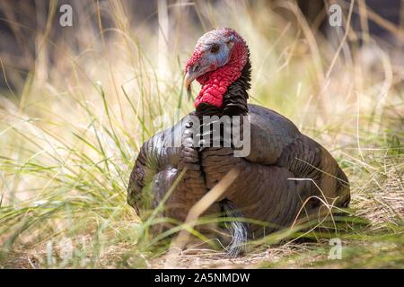 Wilder Truthahn (Meleagris gallopavo), im Gras, Madera Canyon, Tucson, Arizona, USA Stockfoto