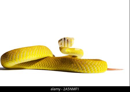 Weiß-lippigen Insel Bambusotter (Ein älterer Name insularis), weißer Hintergrund, Captive, Indonesien Stockfoto