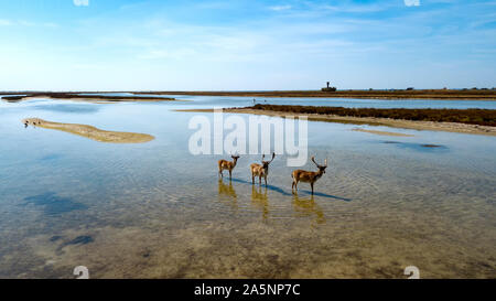 Luftaufnahme der Hirsche im flachen Wasser, Sika Hirsche im Herbst See, Herde von Rehen im Herbst steppe Antenne, Luftaufnahme der Hirsche in freier Wildbahn Stockfoto