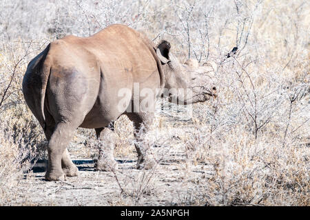 Eine Schwarze Nashorn - Diceros bicornis - Essen scrubs auf den Ebenen der Etosha Nationalpark, Namibia. Stockfoto