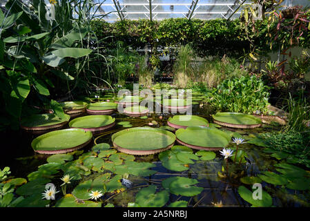 Schwimmende Blätter von Königin Victoria Seerosen, Victoria amazonica, in tropischen Lily House oder Gewächshaus, Universität Oxford Botanic Garden Oxford Stockfoto