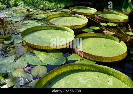 Schwimmende Blätter von Königin Victoria Seerosen, Victoria amazonica, in tropischen Lily House oder Gewächshaus, Universität Oxford Botanic Garden Oxford Stockfoto