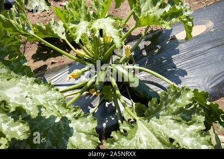 Wachsende zucchini Zucchini unter Kunststoff in Ackerland Indiana USA Stockfoto