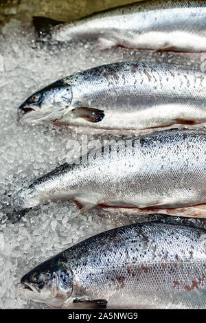 Vitrine mit frischem Fisch auf Eis, Stör, Beluga, Lachs, Gastronomie Konzept frische Lebensmittel Stockfoto