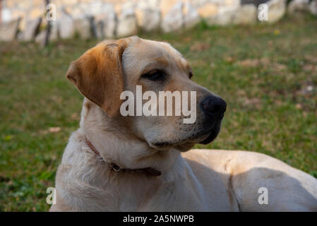 Porträt einer fawn Labrador, die auf dem Gras Stockfoto