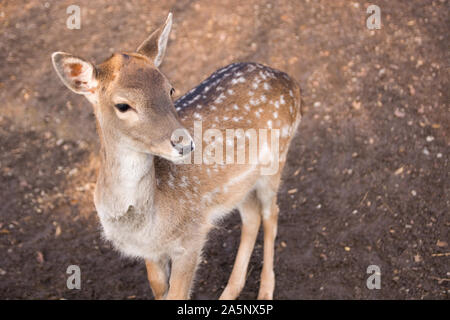 Rotwild Tier im Zoo. Stockfoto