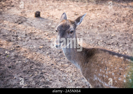 Rotwild Tier im Zoo. Stockfoto