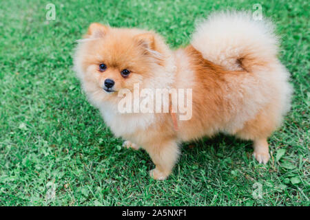 Pomeranian im gesamten Wachstum ist Wert auf Grün das Gras Stockfoto