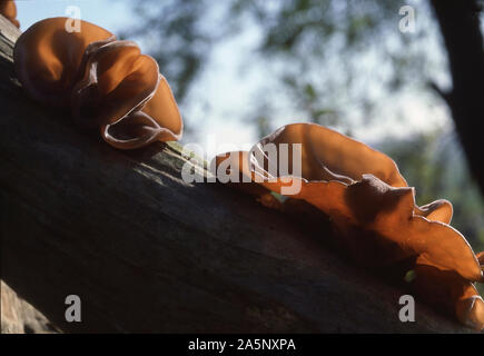 Pilze; der Jude OHR PILZ AUF ELDER; AURICULARIS AURIKEL-JUDAE Stockfoto