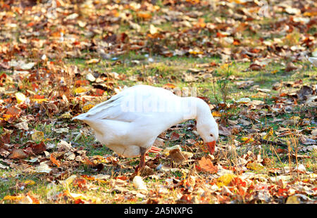 Weiße gans Schürfwunden in einer Lichtung unter dem Laub im Herbst Garten im Sonnenlicht Nahaufnahme. Stockfoto