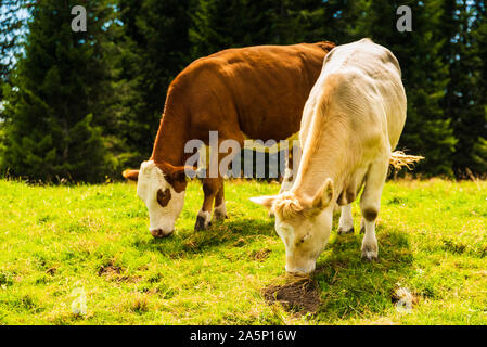 Herde grasende Kühe auf der Wiese. Foto in Graz, Österreich Shockl Berg genommen. Stockfoto