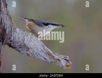 Vogel auf Zweig Stockfoto