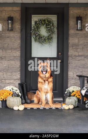 Deutscher Schäferhund sitzend auf Veranda zum Erntedankfest mit hausgemachten Kranz aufhängen an Tür eingerichtet. Heirloom Kürbisse, weißen Kürbisse, Regen Stockfoto