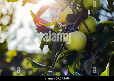 Mann in Handschuhe hält ein gelber Kürbis in Feld bei Sonnenuntergang im Herbst die Zeit der Ernte. Pumpkin Patch. Happy Thanksgiving und Halloween Symbol. Kopieren Sie Platz. Stockfoto