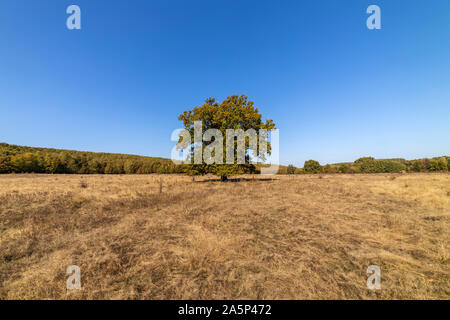 Riesige hundertjährige Eiche Baum auf einem Feld im Herbst Stockfoto