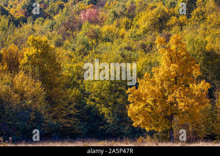 Riesige hundertjährige Eiche Baum auf einem Feld im Herbst Stockfoto