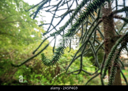 Horizontale Verbreitung snake-wie-Zweig einer gefährdeten immergrüne Koniferen Araucaria araucana" "Monkey Puzzle Tree mit schmalen Blättern Stockfoto