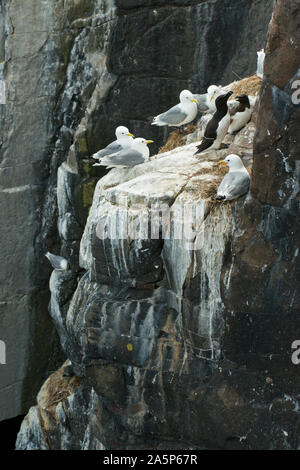 Dreizehenmöwen (Larus tridactyla) Verschachtelung auf dünnen Cliff leisten. Farne Islands, Northumberland Stockfoto