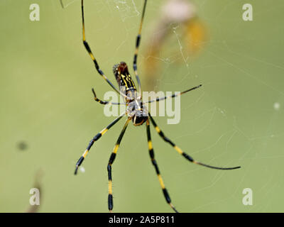 Eine Nephila clavata, eine Art von Orb weaver Spider in Japan, wo es heißt joro joro-gumo oder Spinne, wartet in seiner Web nach Beute. Stockfoto