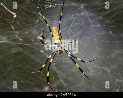 Eine Nephila clavata, eine Art von Orb weaver Spider in Japan, wo es heißt joro joro-gumo oder Spinne, wartet in seiner Web nach Beute. Stockfoto