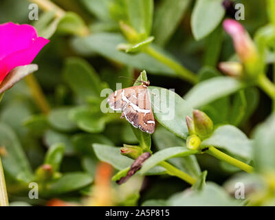 Eine kleine Zuckerrüben webworm Motte Spoladea recurvalis, beruht auf den Blättern der Blumen in einem japanischen Garten in Tachikawa, Japan gepflanzt. Stockfoto