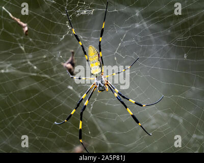 Eine Nephila clavata, eine Art von Orb weaver Spider in Japan, wo es heißt joro joro-gumo oder Spinne, wartet in seiner Web nach Beute. Stockfoto