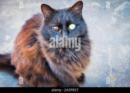 Schwarze Katze mit verschiedenen Auge Farben Stockfoto