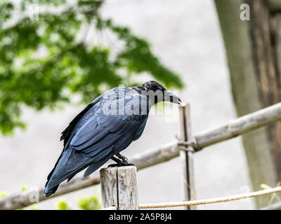 Eine japanische Groß-billed Crow, Corvus macrorhynchos japonensis, auf einem historischen Stil Zaunpfosten auf einem alten Japanischen farm thront. Stockfoto