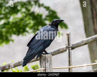 Eine japanische Groß-billed Crow, Corvus macrorhynchos japonensis, auf einem historischen Stil Zaunpfosten auf einem alten Japanischen farm thront. Stockfoto