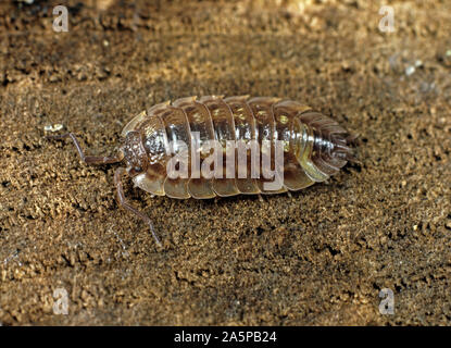 Grau Garten oder gemeinsamen woodlouse (Oniscus asellus) erwachsenen Krustentier auf alten Holz Stockfoto