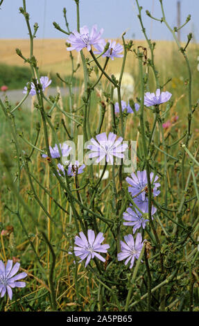 Blaue Blumen von gemeinsamen CHICORÉE (Cichorium intybus) von einem Straßenrand in Frankreich Stockfoto