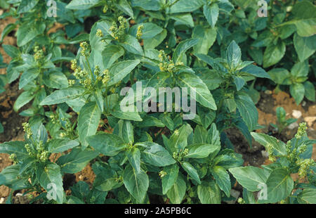 Jährliche Quecksilber (Mercurialis annua) in Blumen, Champagner, Frankreich Stockfoto