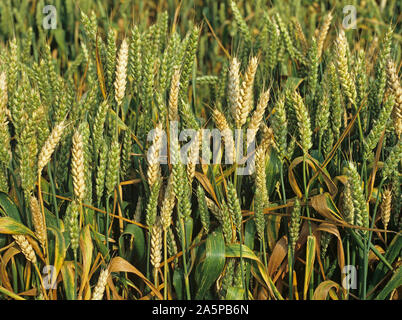 Typisches Symptom von leeren Ohren oder whiteheads von root und Stammzellen Krankheiten in einem Weizen verursacht, notreife Stockfoto