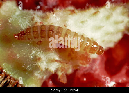 Himbeere Käfer (Byturus Tomentosus) Larve, grub in beschädigten raspebbery Obst Stockfoto