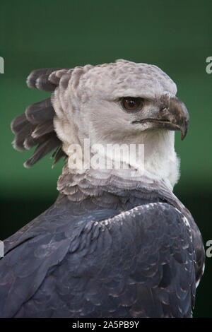 HARPYIE (Harpia Harpyja) Guyana, Südamerika. In Gefangenschaft Stockfoto