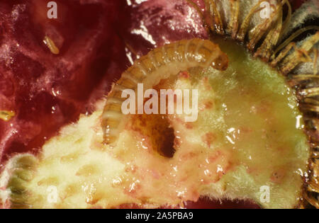 Himbeere Käfer (Byturus Tomentosus) Larve, grub in beschädigten raspebbery Obst Stockfoto